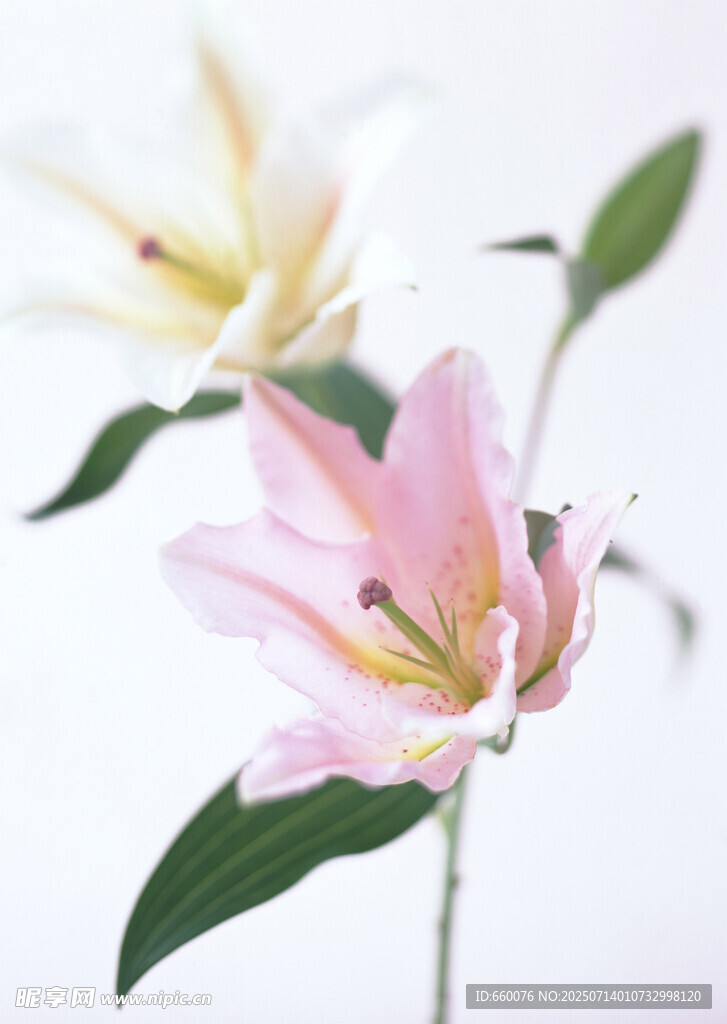 粉色百合花特写