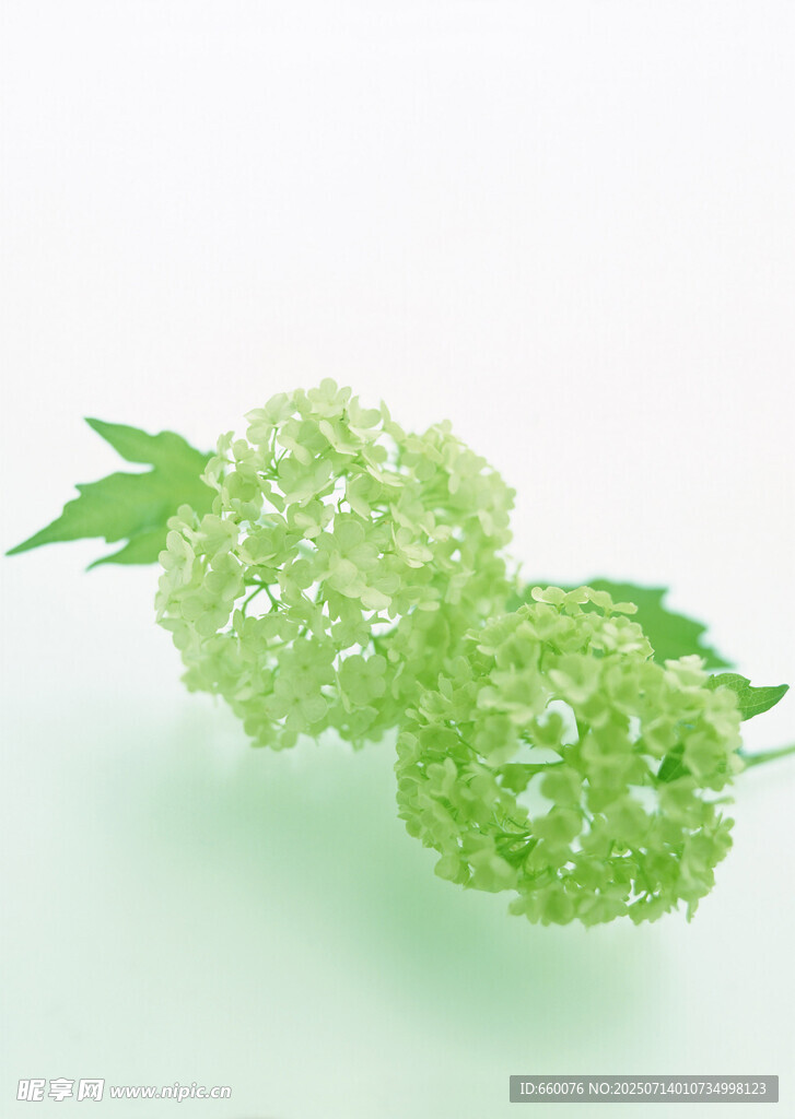 清新绿绣球花