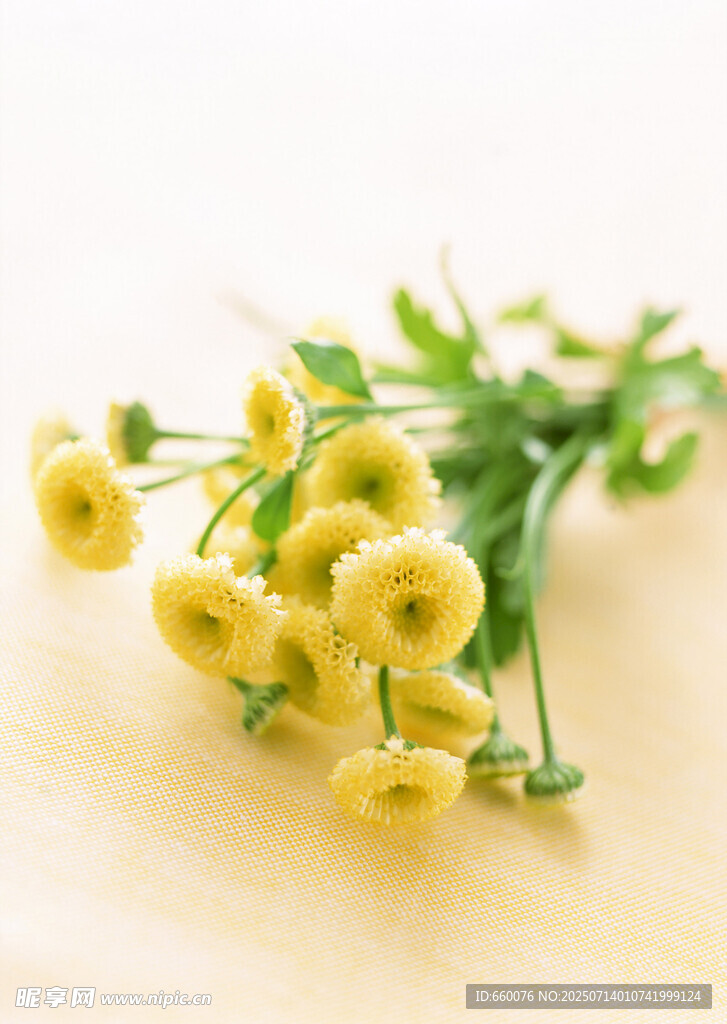黄色小花束 清新自然风