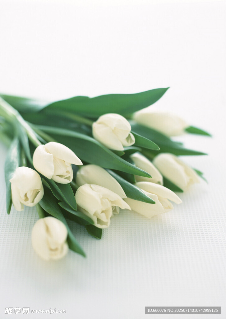 白色郁金香花束