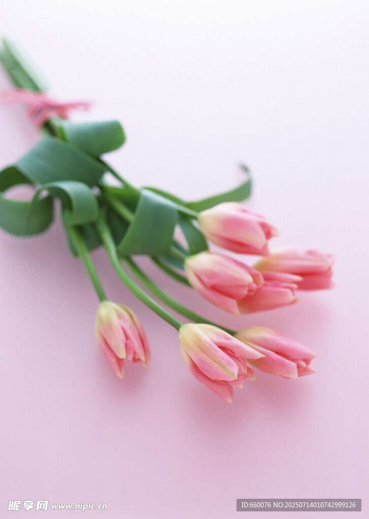 粉色郁金香花束特写