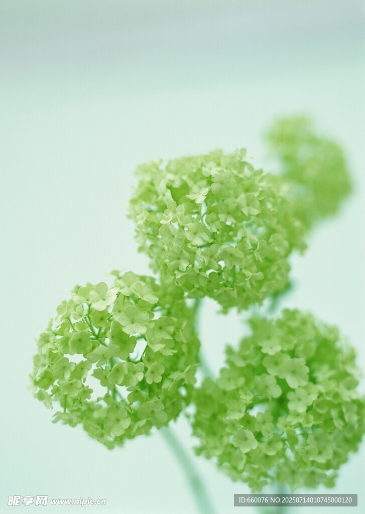 清新绿色球状植物特写