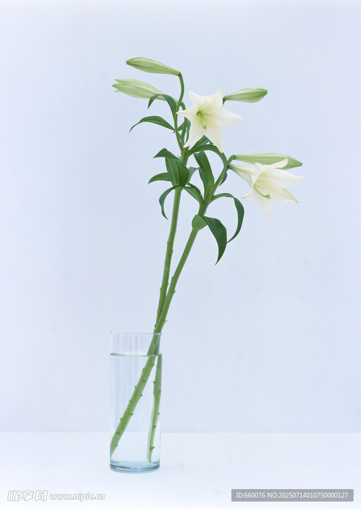 玻璃花瓶中的清新白百合