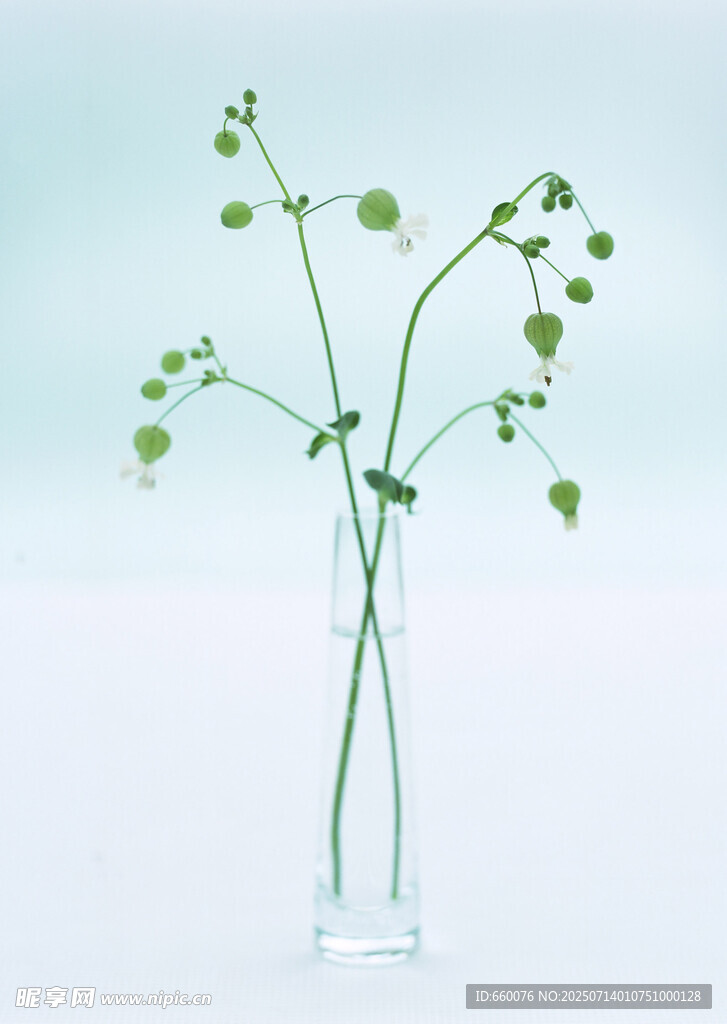 透明花瓶中的清新绿植