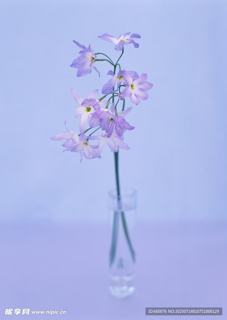 花瓶中的紫色小花
