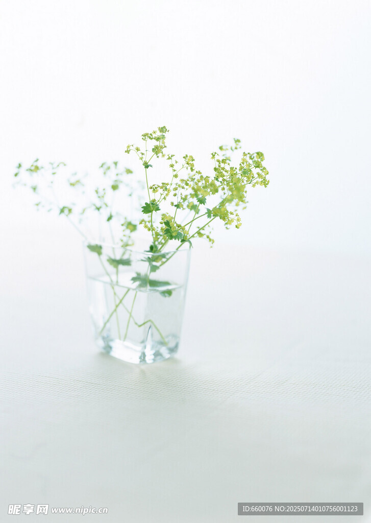 透明花瓶中的清新小白花