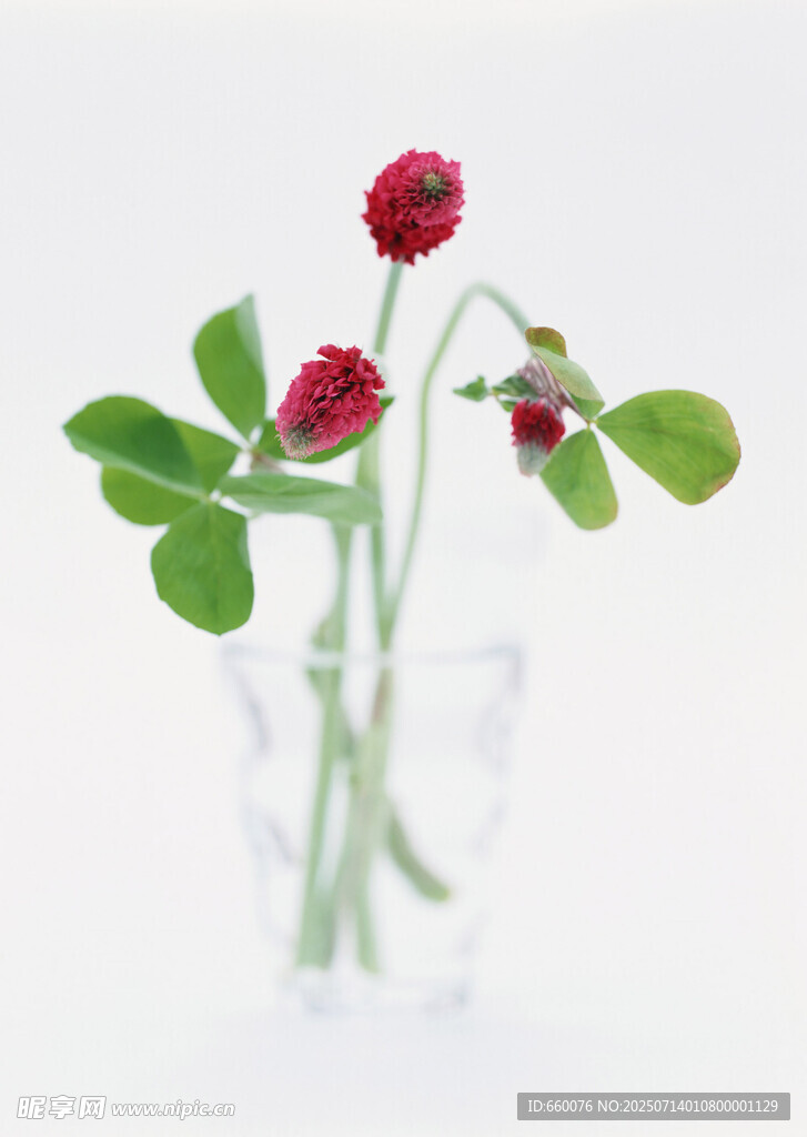 花瓶中的红色小花