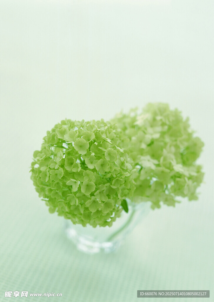 透明花瓶中的嫩绿绣球花