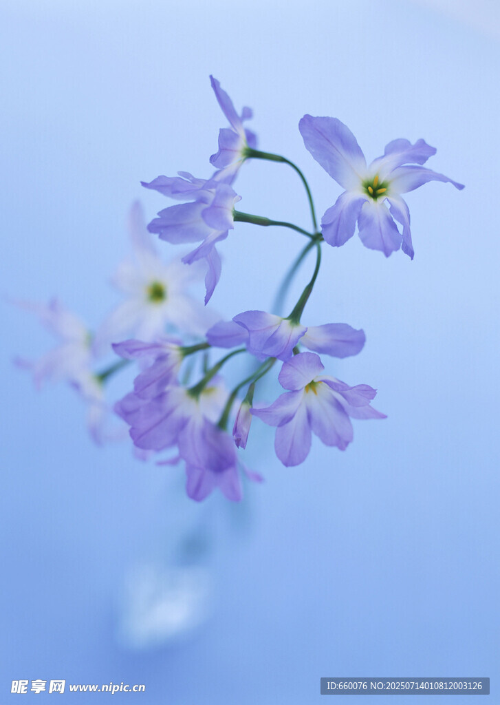蓝色花瓶中的紫色小花