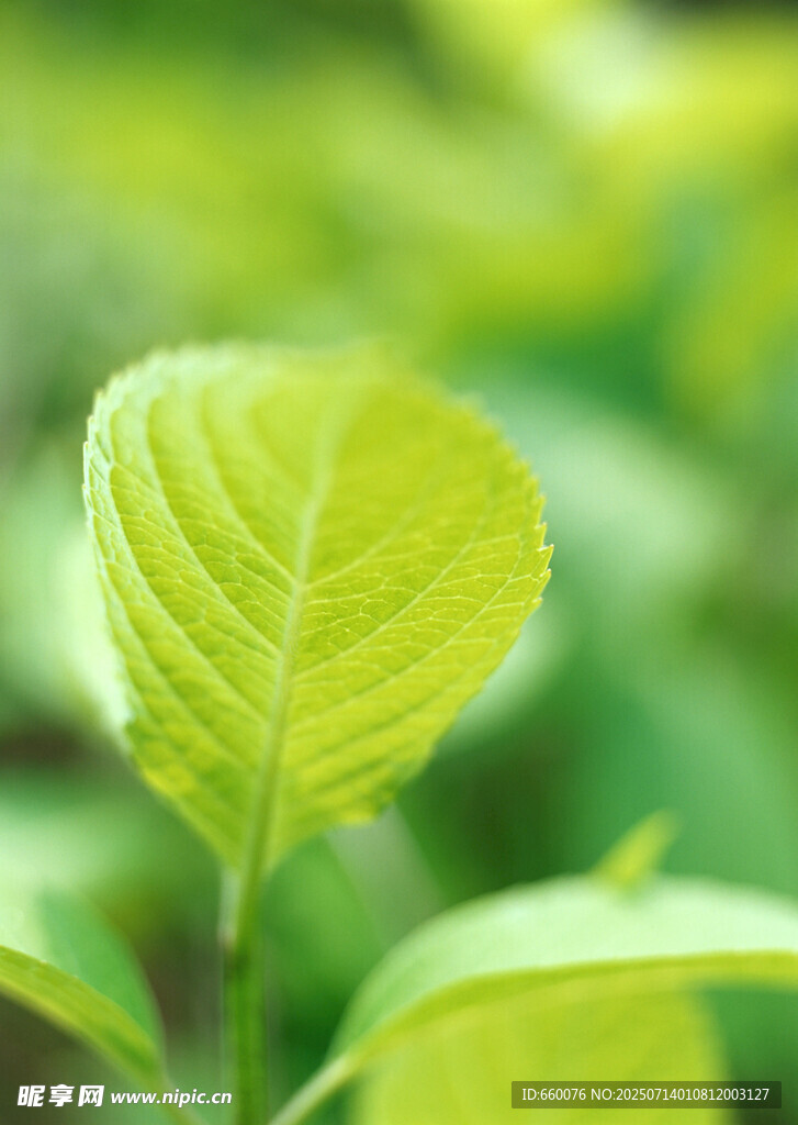 嫩绿叶片特写