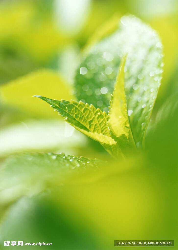 清新绿叶上的晶莹水珠