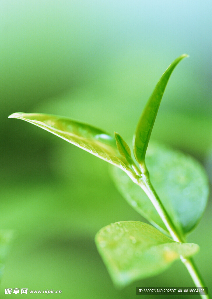 阳光透过绿叶的清新景象
