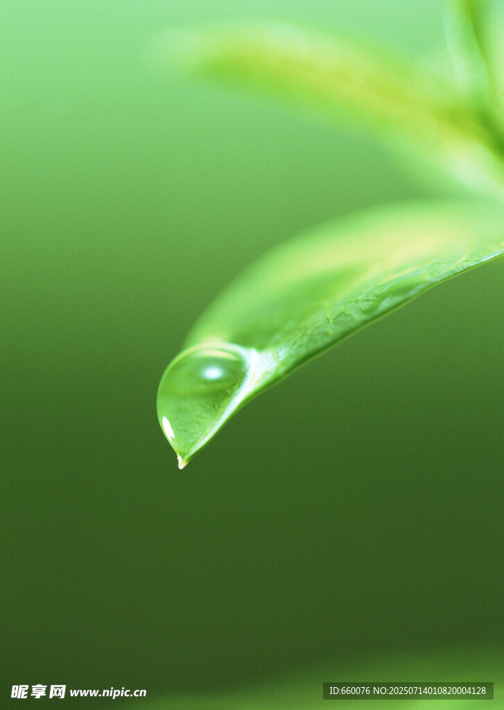 翠绿繁茂的树叶景观