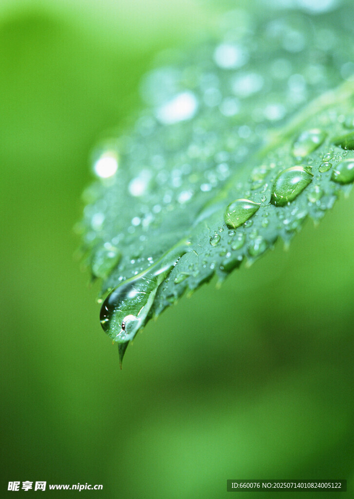 嫩绿树枝 