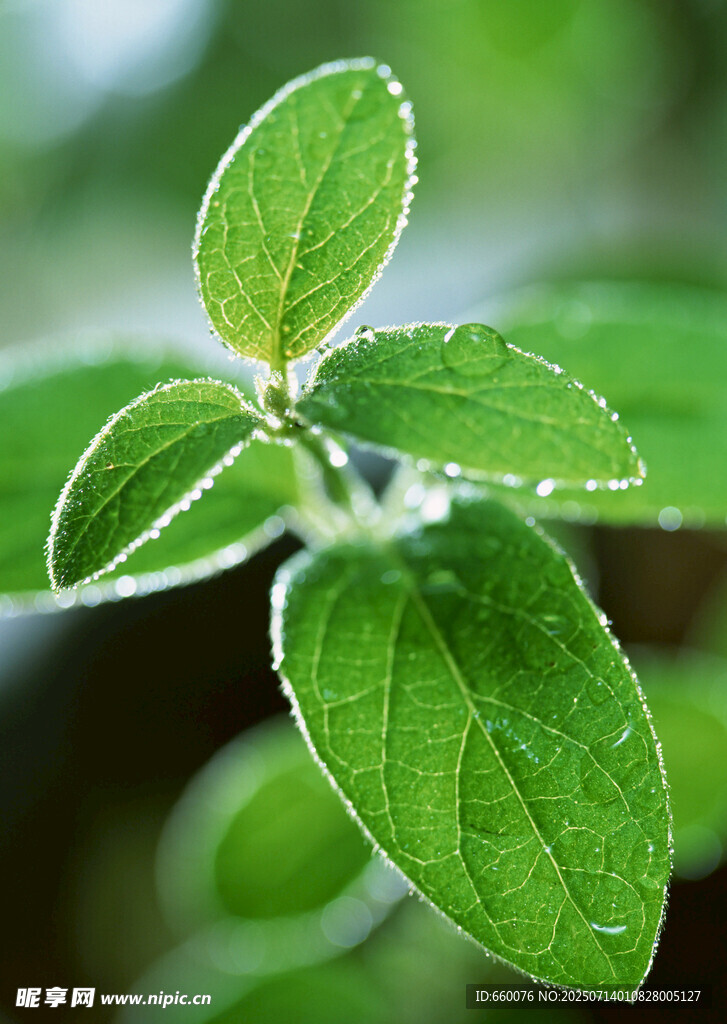 绿意盎然的繁茂树叶