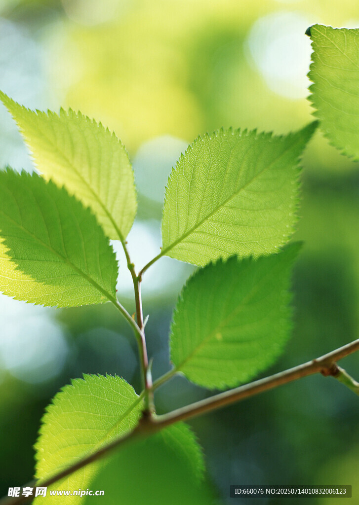 嫩绿枝叶上的清新景致