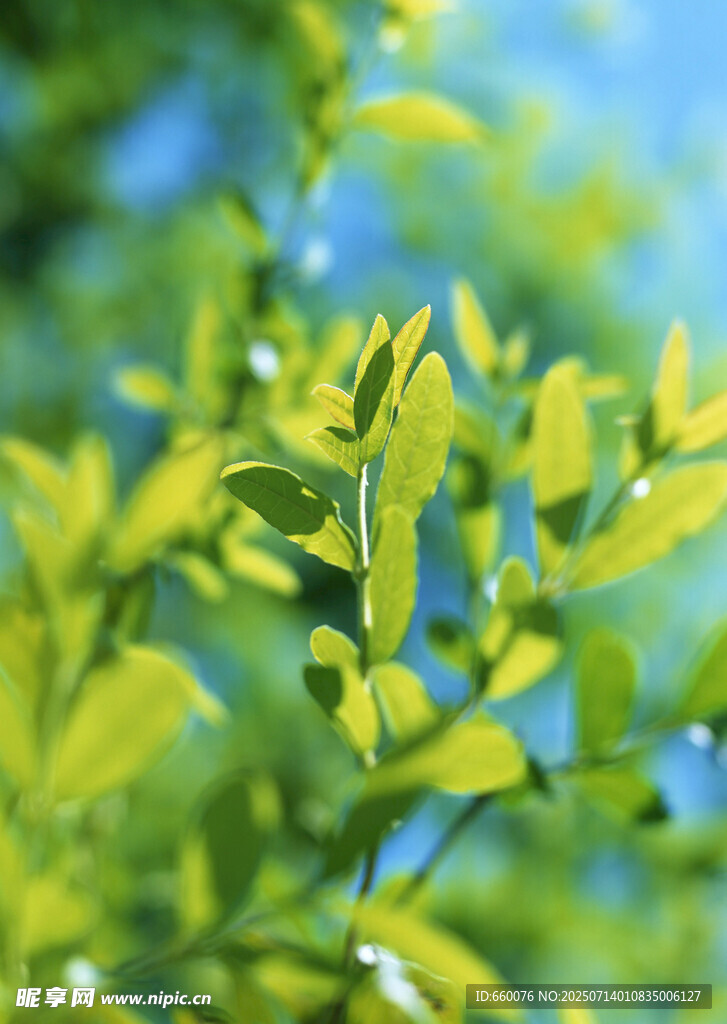 嫩绿叶片于繁茂枝叶间