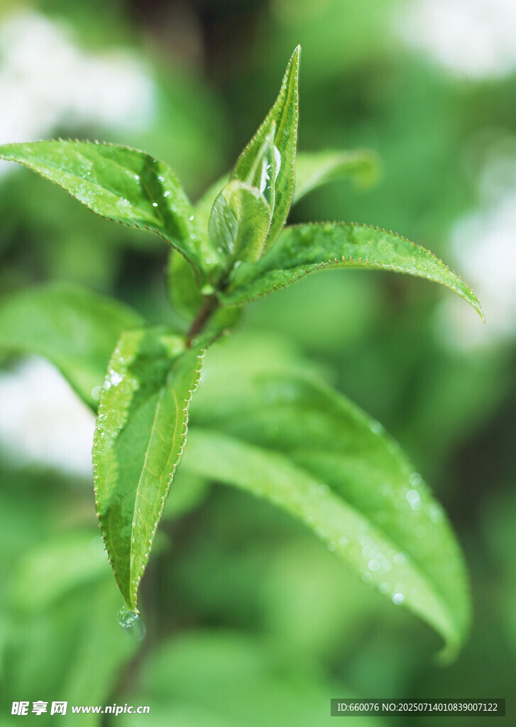嫩绿叶片 