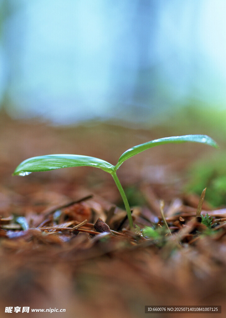 嫩绿叶片特写