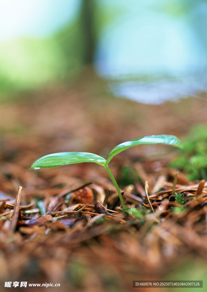 嫩绿叶片 