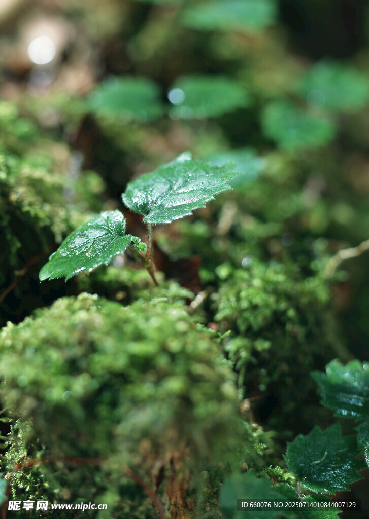 绿叶上的晶莹水珠