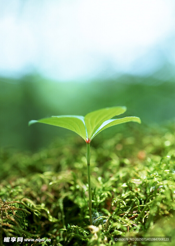 带水珠的翠绿叶片