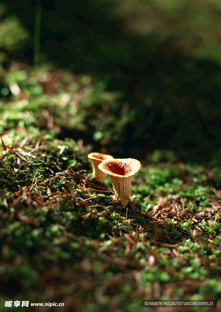 蘑菇 苔藓 