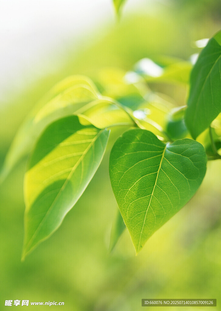 嫩绿叶片 