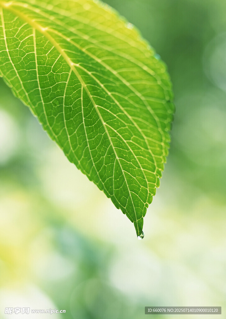 绿叶入水泛起圈圈涟漪