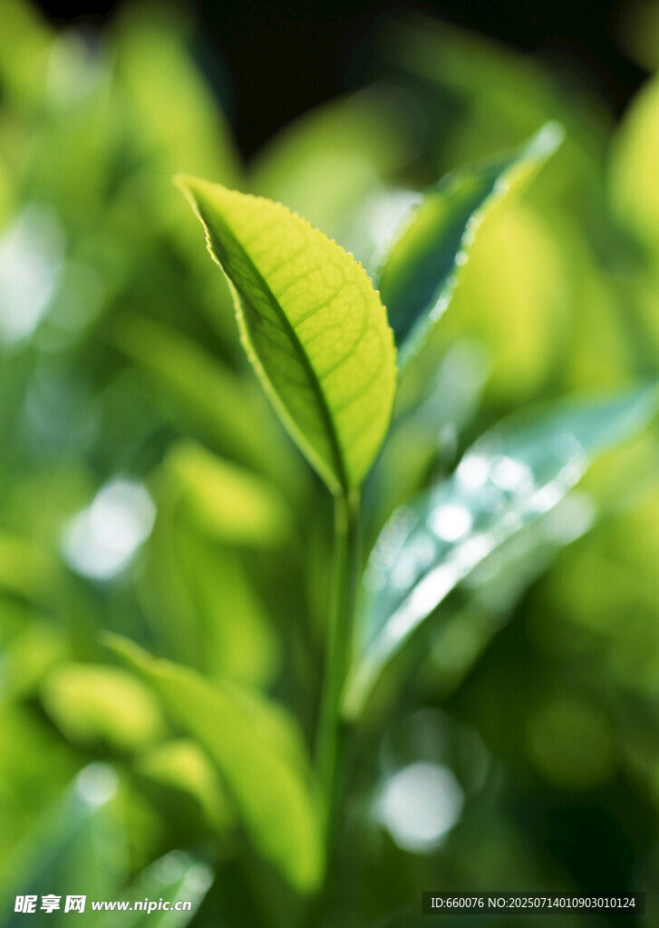 嫩绿新叶植物生机初显