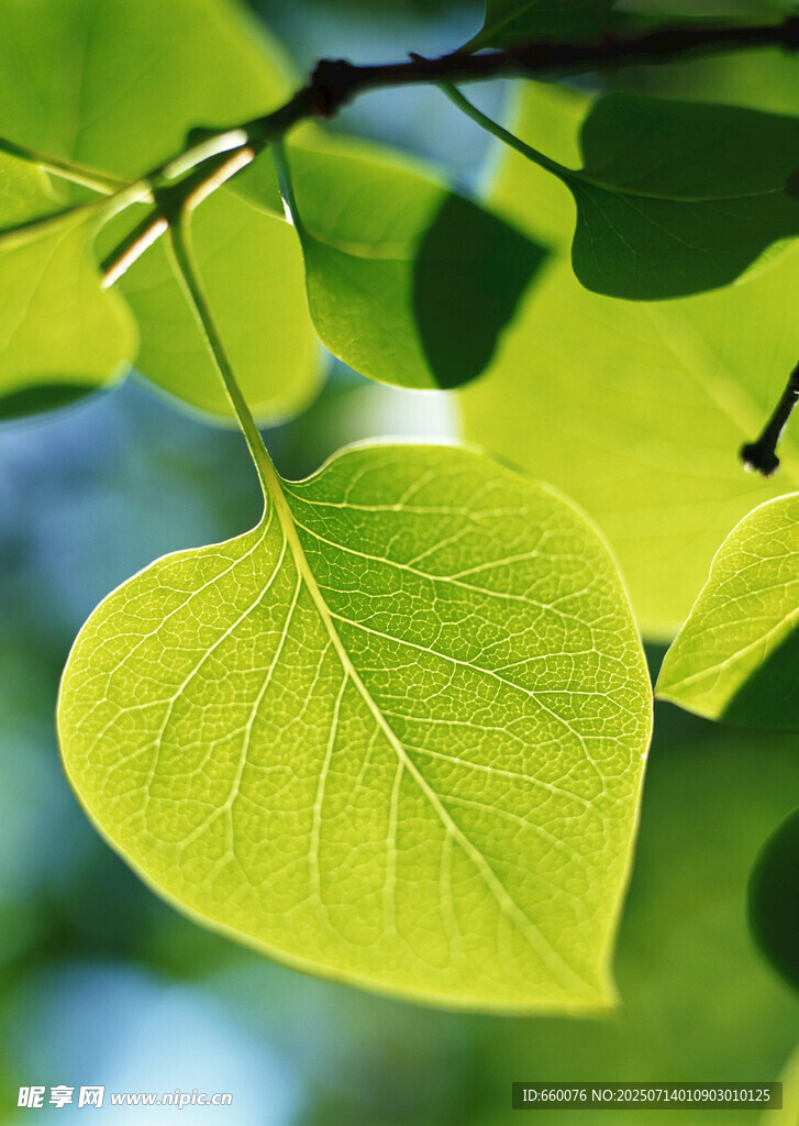 嫩绿叶片 