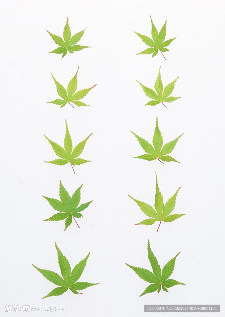 绿色枫叶图案贴纸