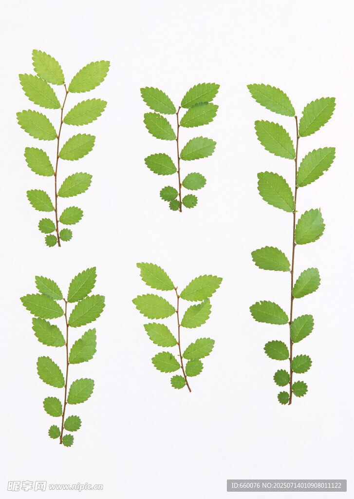 清新绿叶植物图案集合