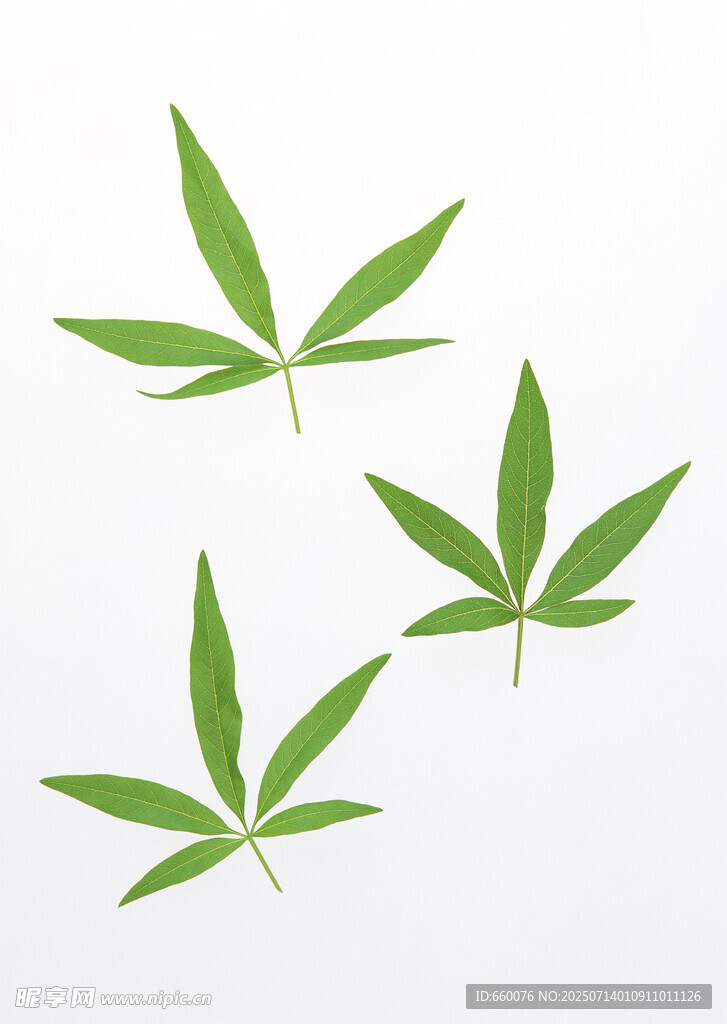 三片嫩绿大麻叶