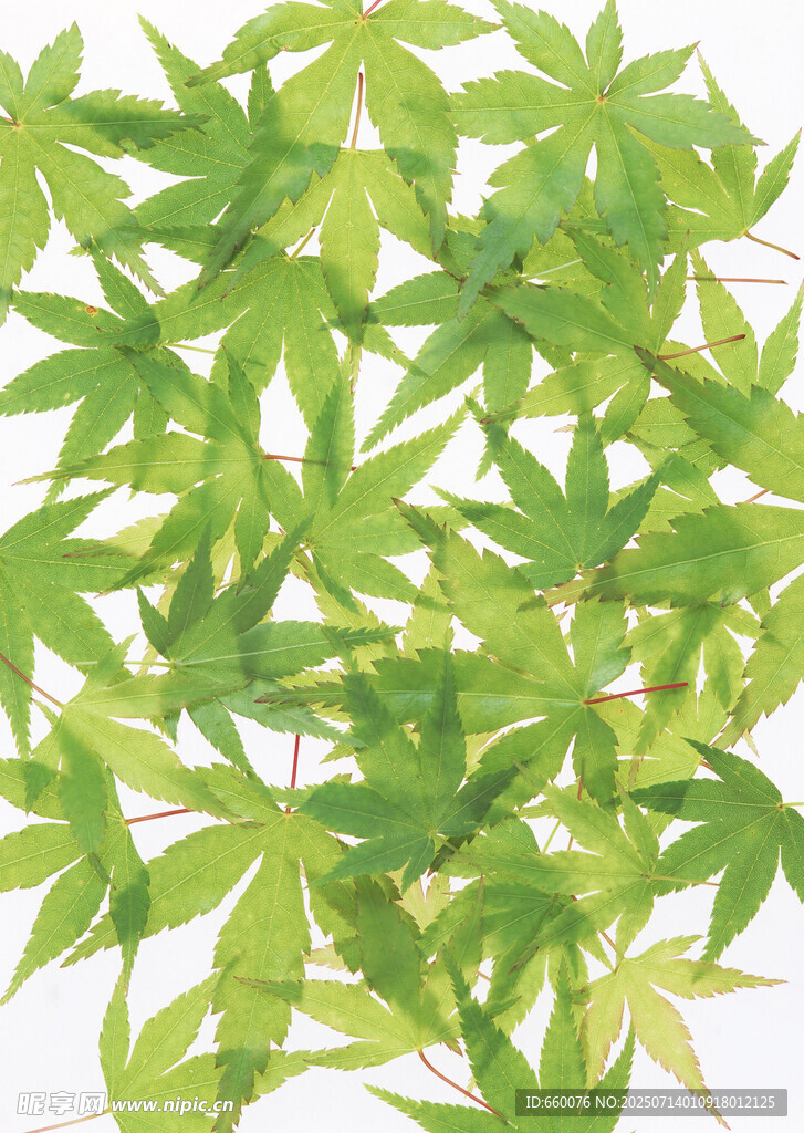 嫩绿枫叶特写