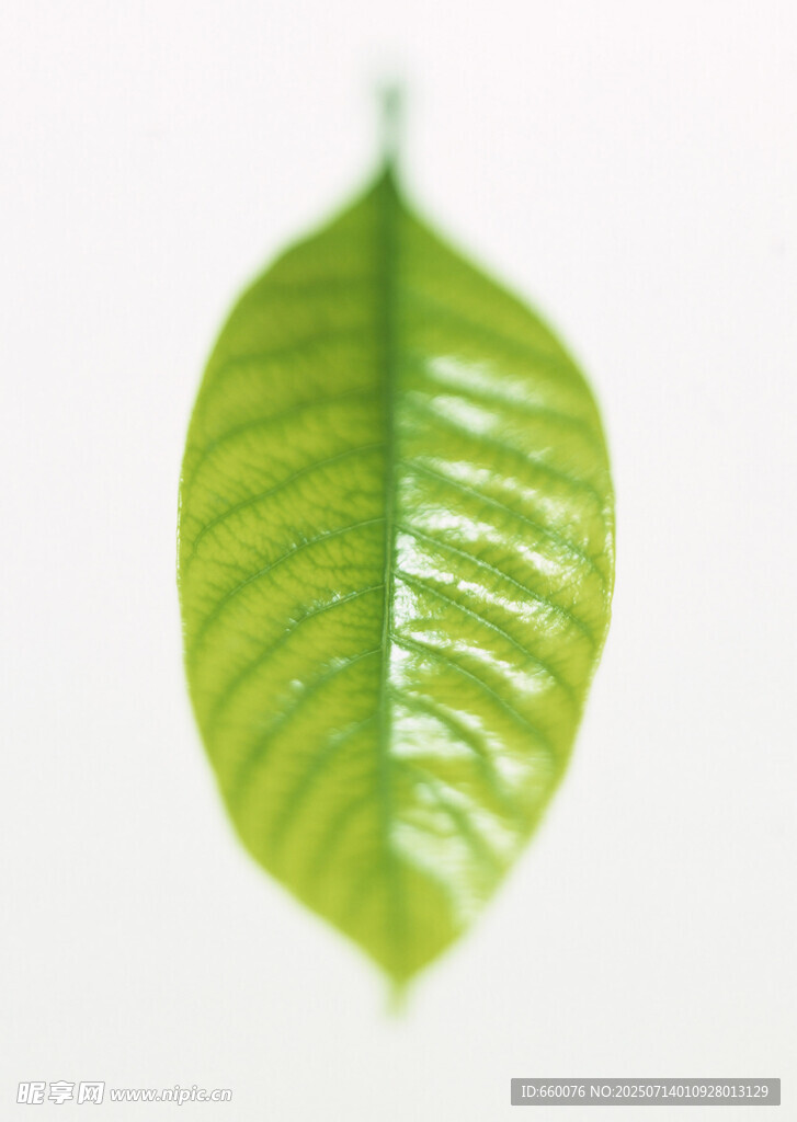 嫩绿叶片特写