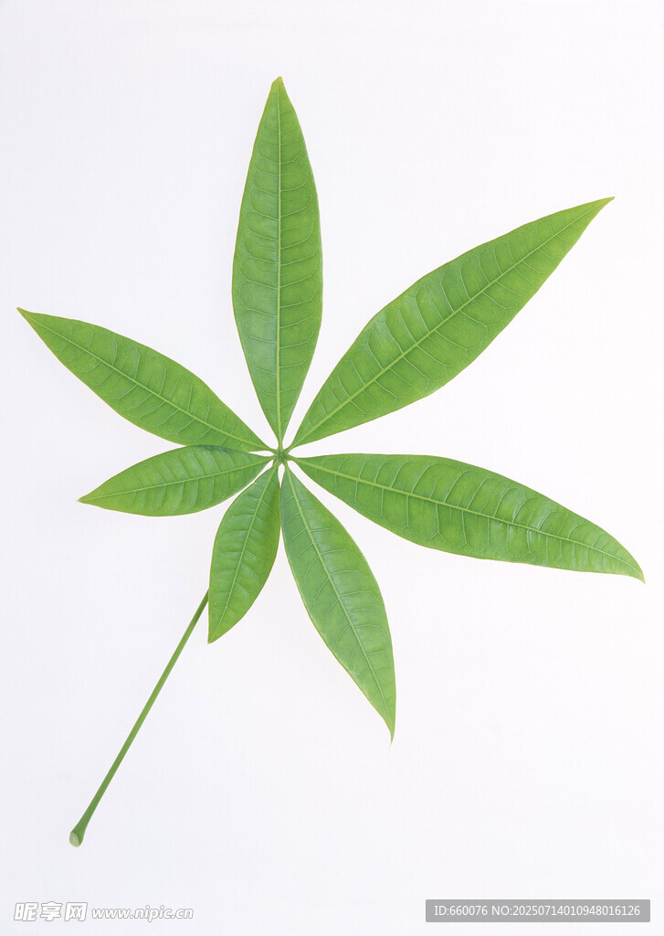 五片绿叶的清新植物