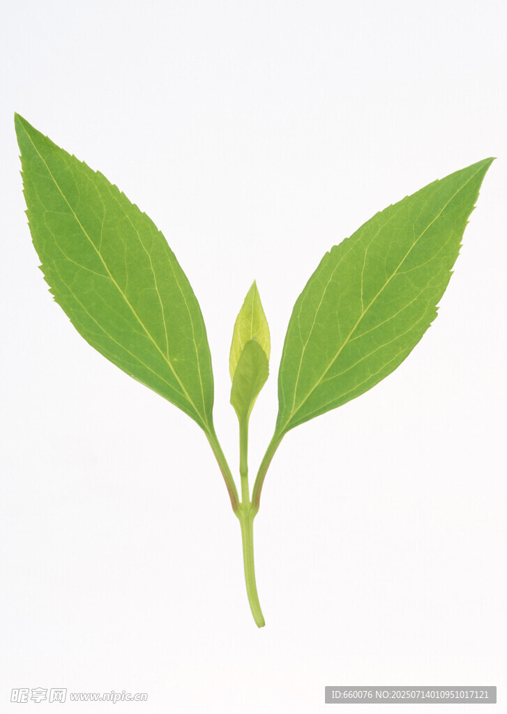 嫩绿双叶植物特写