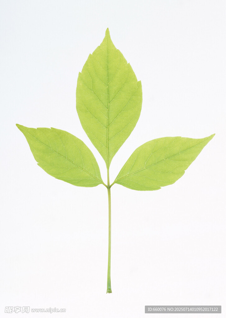 嫩绿三叶植物特写