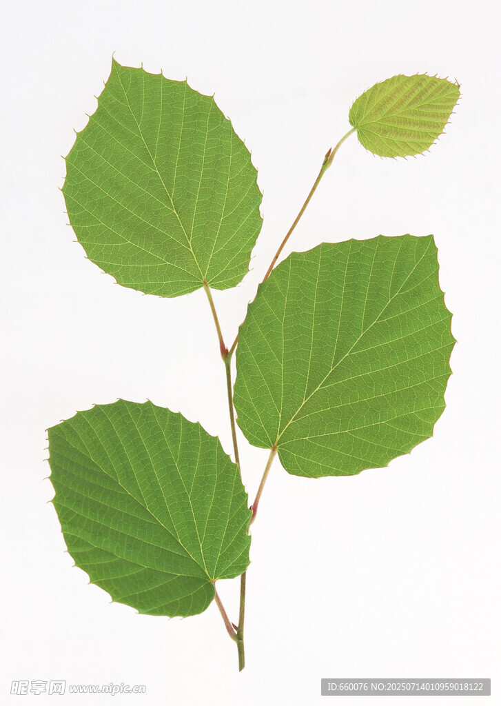 嫩绿叶片的植物枝条
