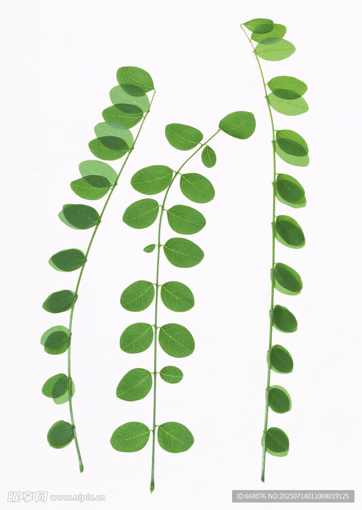 清新绿叶植物素材