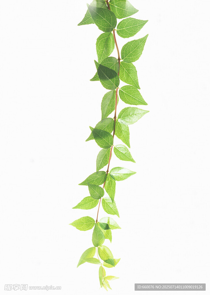 垂吊绿植藤蔓 