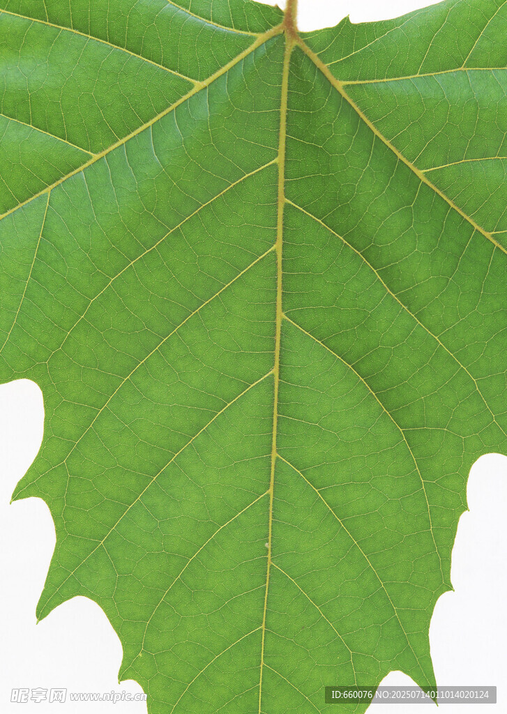 翠绿枫叶特写