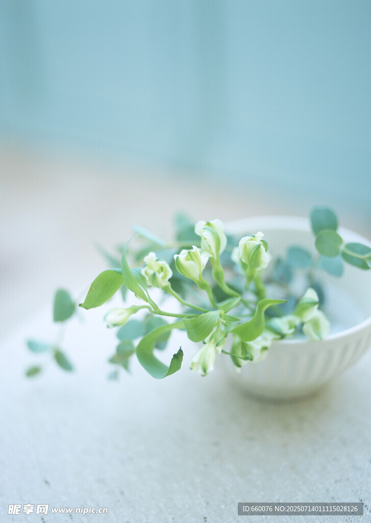白色碗中清新绿植枝叶