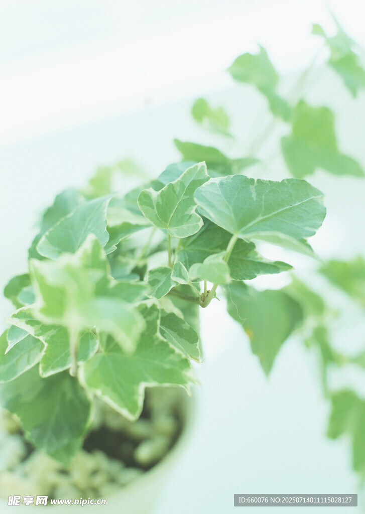 盆栽绿植 清新自然小景致