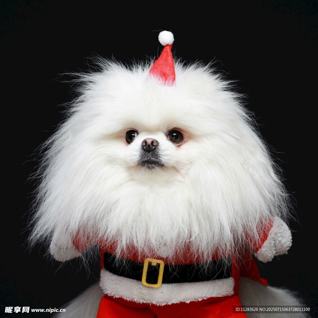 穿圣诞装的博美犬