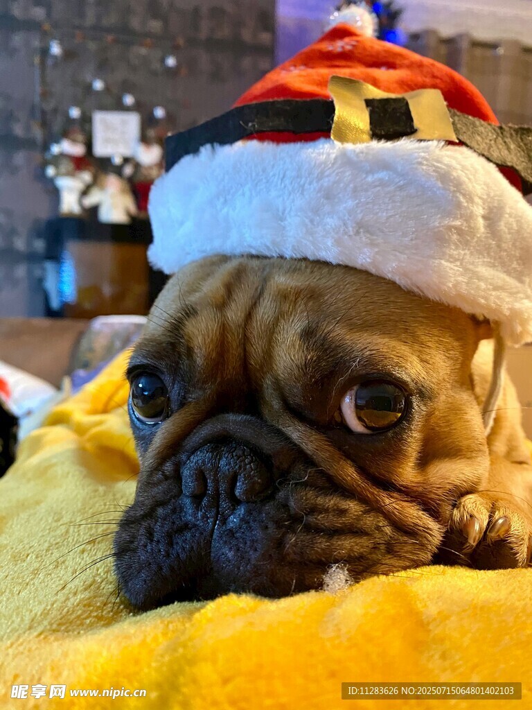 戴圣诞帽的可爱法斗犬
