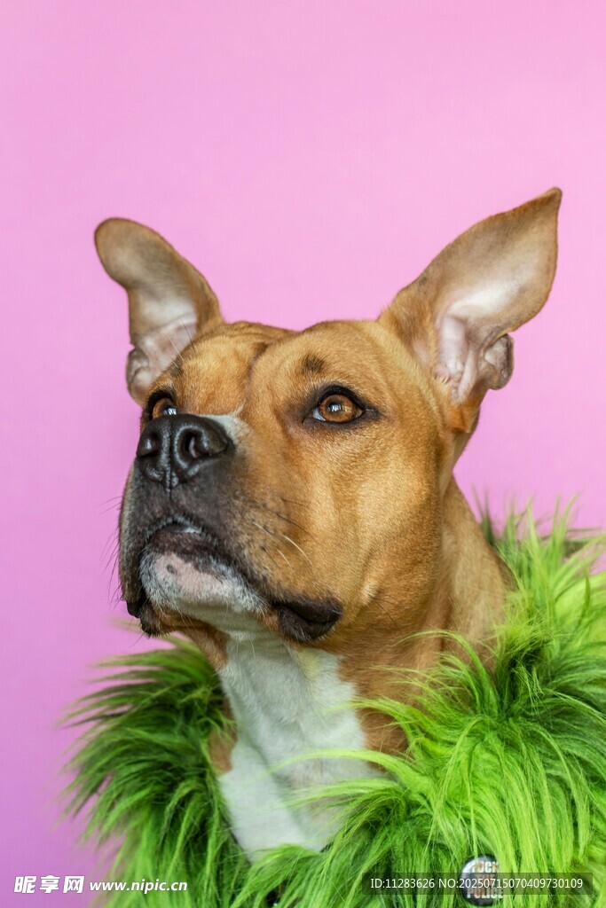 萌犬身披绿毛扮可爱