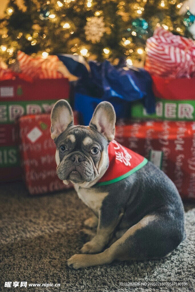 圣诞装扮的可爱法斗犬