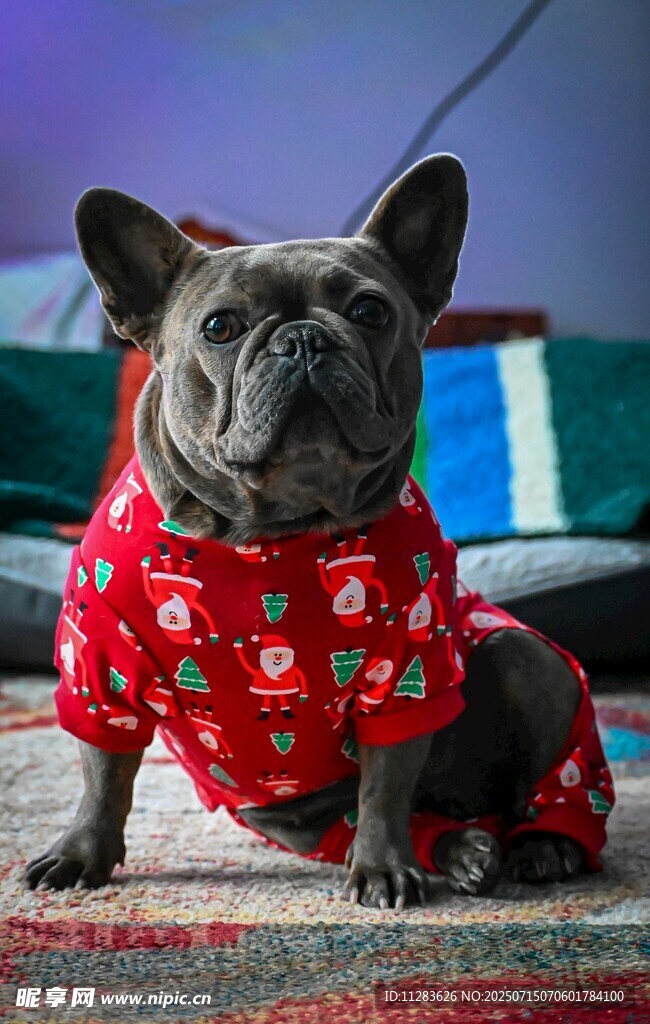穿红衣的可爱法斗犬
